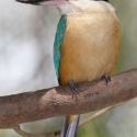 Wanted Sacred Kingfisher