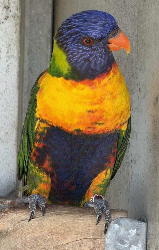 Rainbow Lorikeet Male