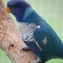 Blue rainbow lorikeet (Hen)
