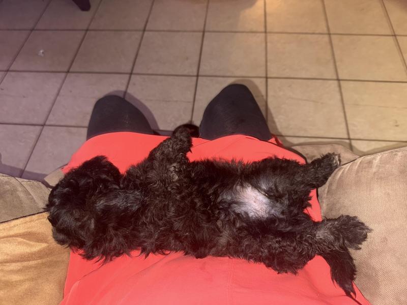 Shih tzu X small toy poodle