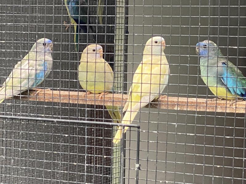 SCARLET CHESTED MUTATIONS