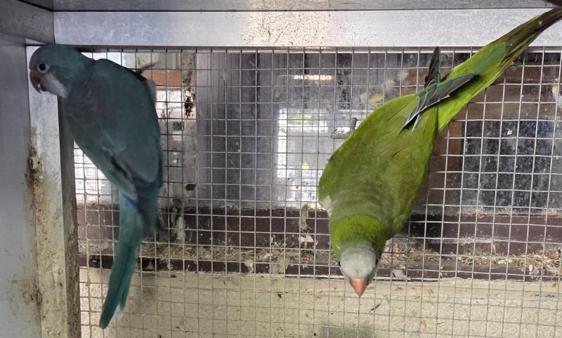 Quakers for sale Albino cock Cremino Quaker hen/ others available