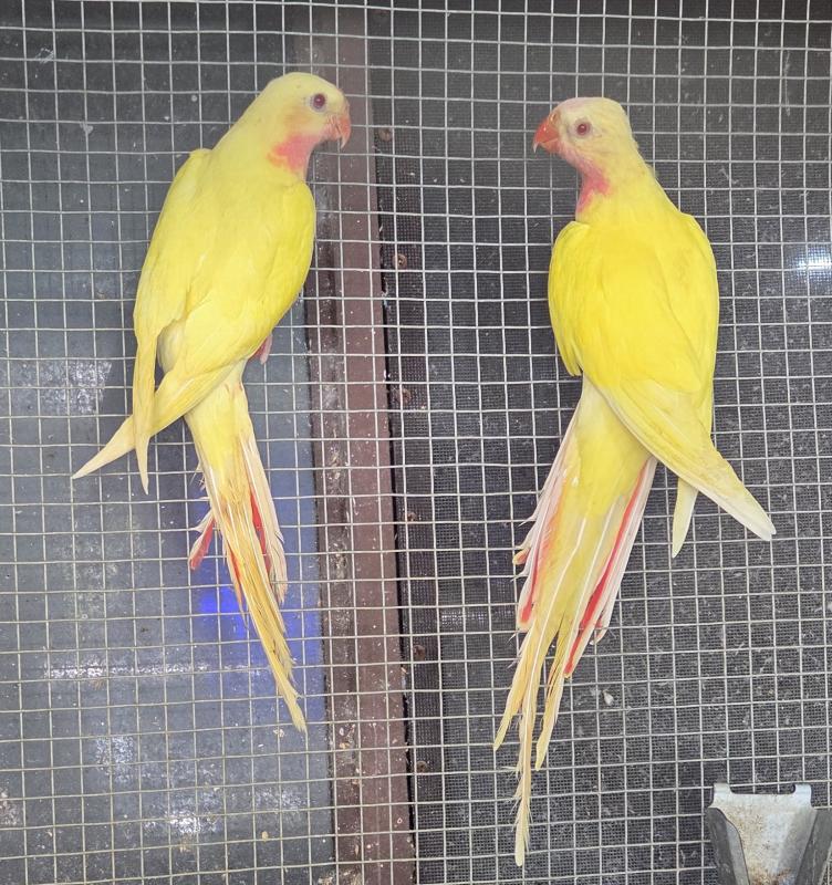 Princess Parrot for sale