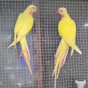 Princess Parrot for sale