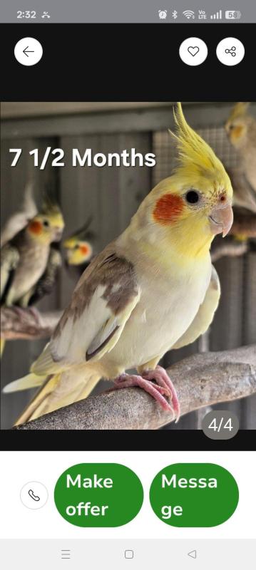 Lost Freddy the cockatiel