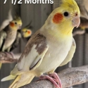 Lost Freddy the cockatiel