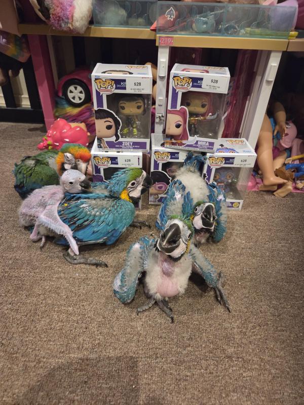 Blue and gold macaws