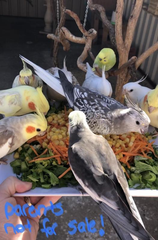 Cockatiels aviary bulk sale