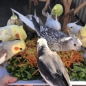 Cockatiels aviary bulk sale