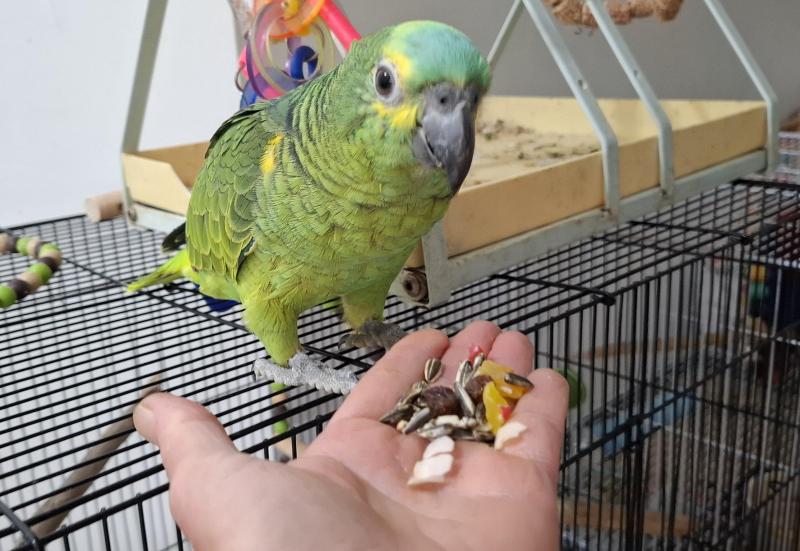 Blue fronted Amazon's hand raised