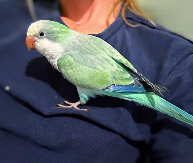 Hand raised Quaker parrots
