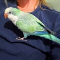 Hand raised Quaker parrots