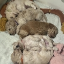 Purebred Toy Poodle Puppies