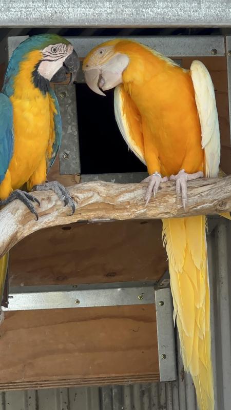 Shepparton Bird Expo 17th May 2026