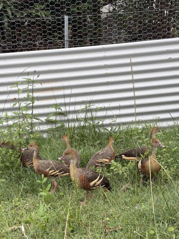 Grass whistler ducks