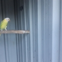 Plumhead Parrot     Mutations