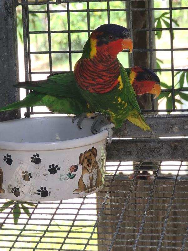 ornate lorikeet pair