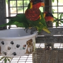 ornate lorikeet pair