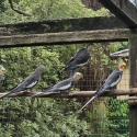 Pure Normal Grey Cockatiels