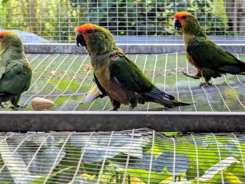 Gold Capped Conure unrelated pair