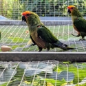 Gold Capped Conure unrelated pair