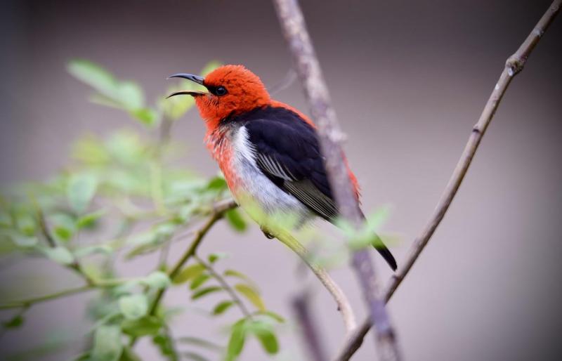 Male Scarlet Honeyeater