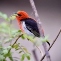 Male Scarlet Honeyeater
