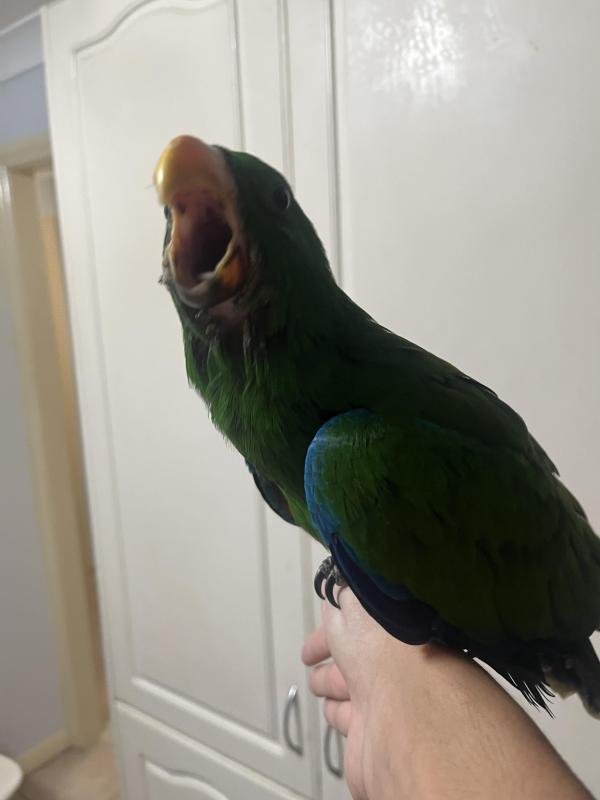 Hand raised and tamed eclectus
