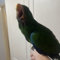 Hand raised and tamed eclectus