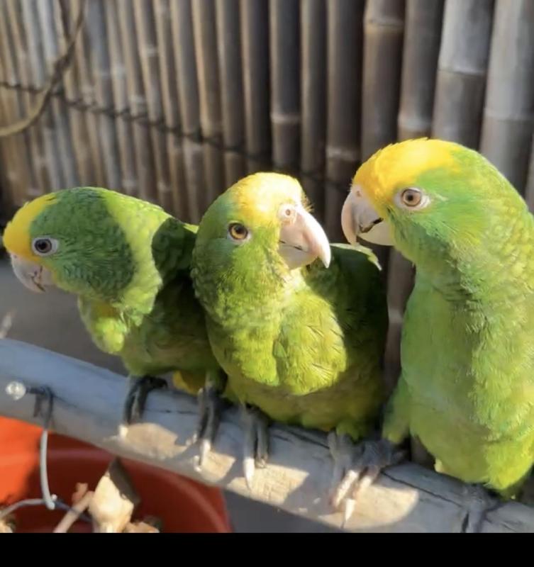 Baby Double Yellow-headed Amazon hand raised tame 8 weeks