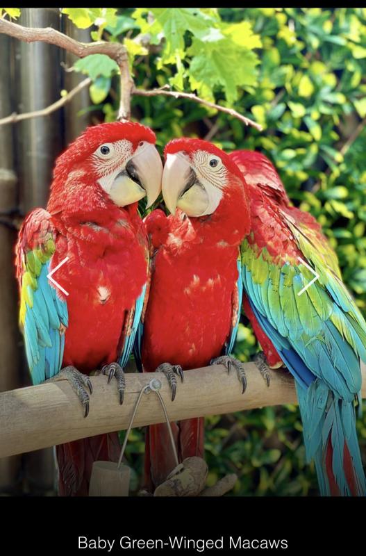 Baby Green-winged Macaws hand raised tame