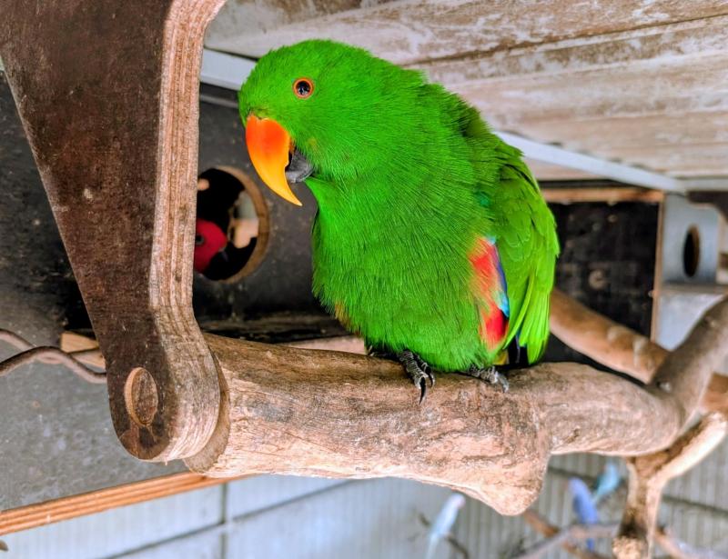 Eclectus parrots for sale bonded pair