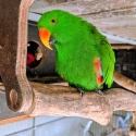 Eclectus parrots for sale bonded pair