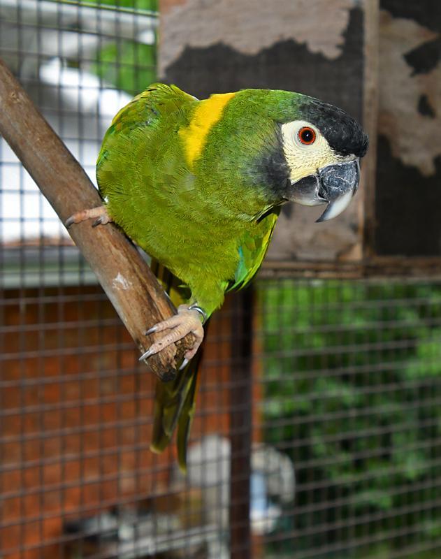 Breeding pair of Yellow Collared Macaws