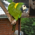 Breeding pair of Yellow Collared Macaws