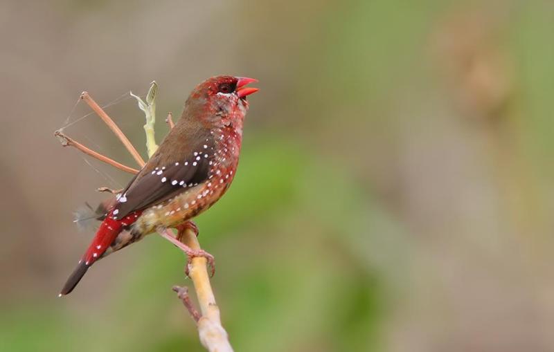 Strawberry Finches going to Grafton bird sale