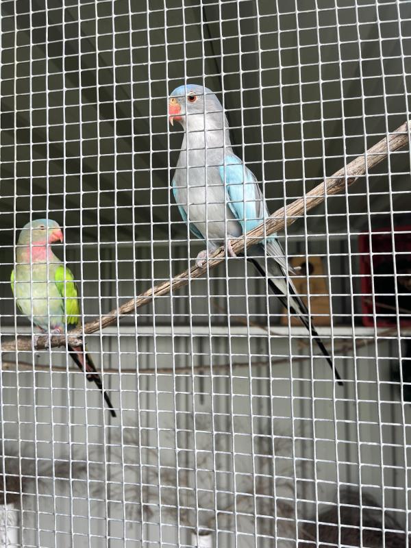 Princess Parrots and Elegant Parrot