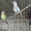 Princess Parrots and Elegant Parrot