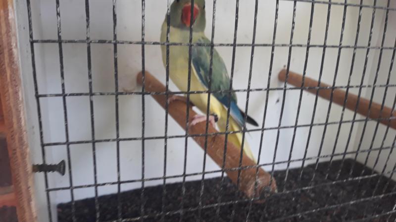 Ringnecks   Opaline  cleartails