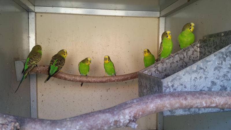 Pure Normal Bush Budgies