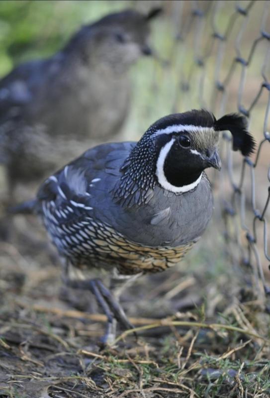 Californian Quail