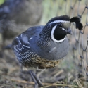 Californian Quail