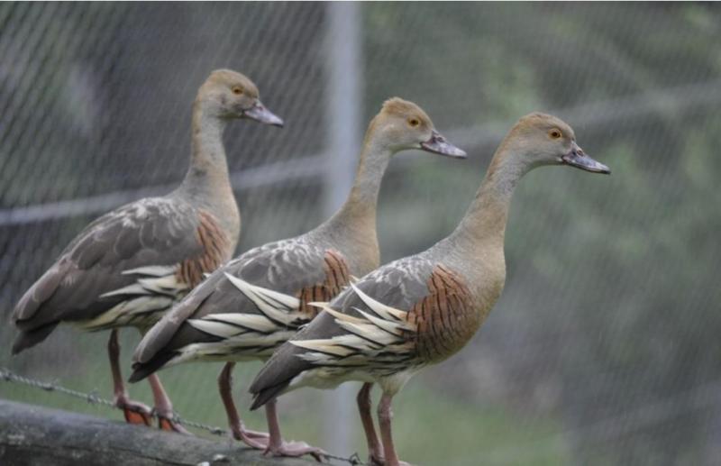 Plumed Whistling Duck