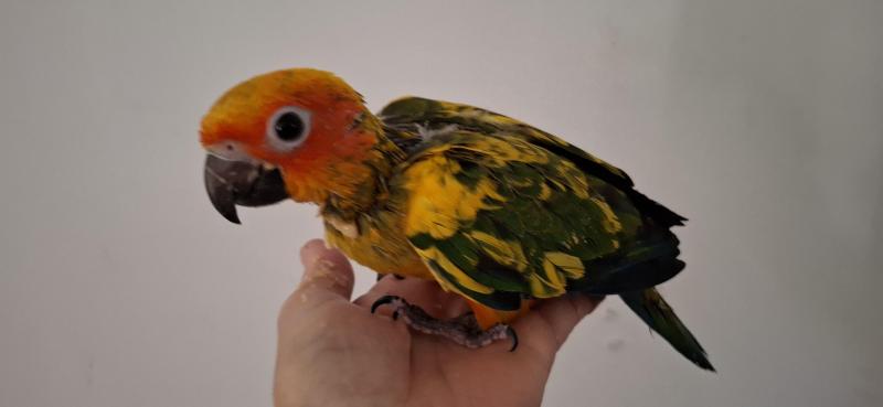 Sun conures hand raised