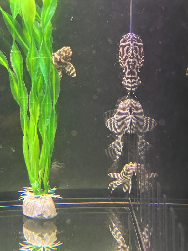 L236 Plecos