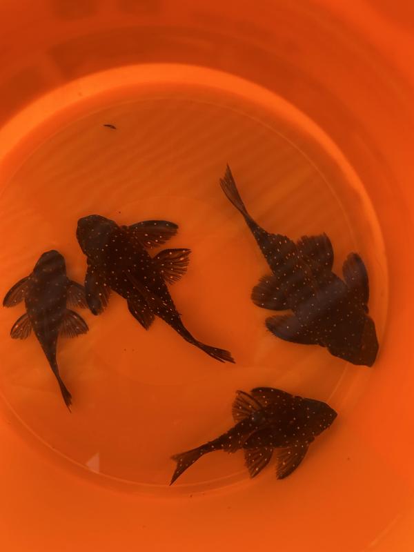 L004 angelicus pleco colony