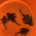 L004 angelicus pleco colony