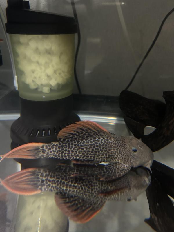 Large L600 Plecos