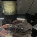 Large L600 Plecos