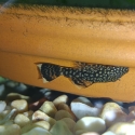Juvenile Bristle nose Pleco